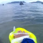 alligator handboard nemo neon (uv)