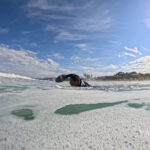 alligator handboard nemo neon (uv)